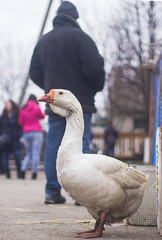old goose standing at market