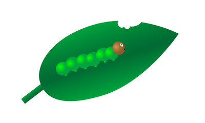 caterpillar on a leaf chewed on a white background