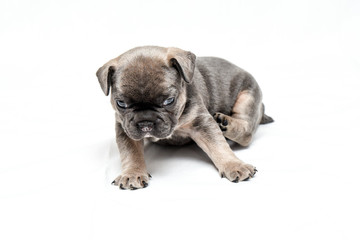 Obraz premium french bulldog pup