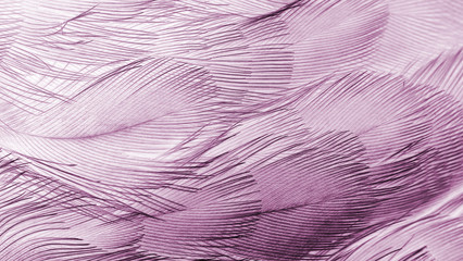 plumage background