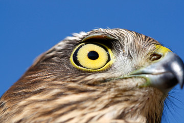 Birds of Europe and World - Sparrow-hawk