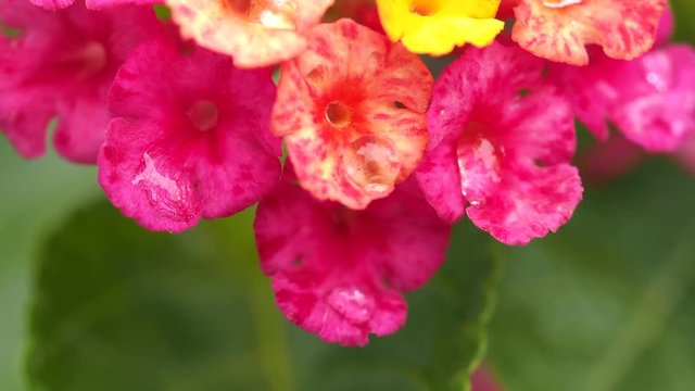 Raindrops Perched on Pink Hedge Flower