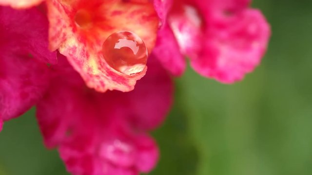 Raindrops Perched on Pink Hedge Flower
