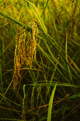 close up of yellow green rice field