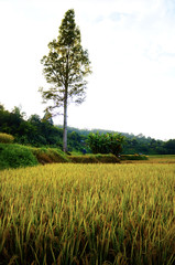Fototapeta na wymiar soft focus of rice farm landscape on daylight.