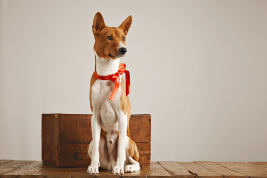 Calm relaxed brown and white basenji dog with a red sateen bow sitting near a rustic wooden box