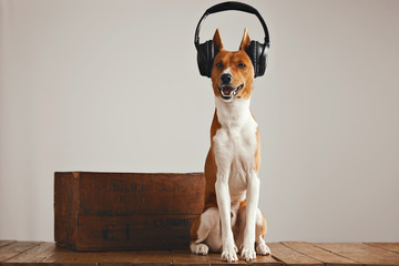 Basenji dog in large professional headphones smiling and singing sitting next to a wooden box in a...