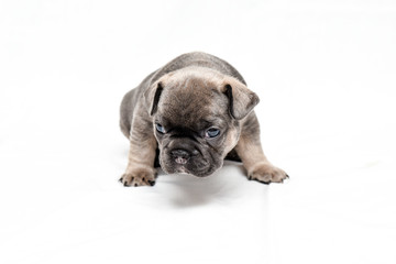 Obraz premium french bulldog pup