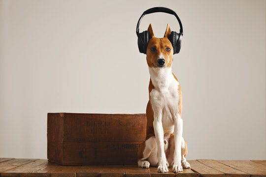 Calm alert beautiful basenji dog in large headset sitting on a rustic wooden pedestal next to a wooden wine box isolated on white