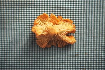 One chanterelle mushroom on navy and white checkered tablecloth shot from close distance