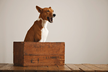 Cute brown and white basenji dog talking as he sits in a vintage wooden box isolated on white