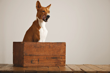 Lovely brown and white puppy sits patiently in an old wooden wine crate and licks his nose next to an off-white wall