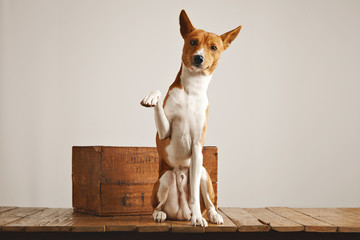 Beautiful white and brown dog sitting next to an old wine crate gives paw looking straight into...