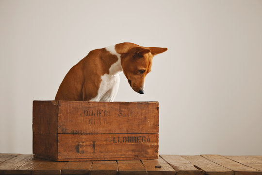 Curious well behaved basenji dog sitting in a small wooden crate looks at the rustic brown wooden floor