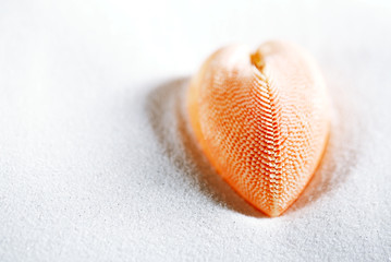 red heart sea shell in beach white sand