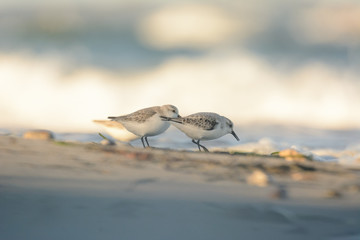 Sanderlinge im Morgenlicht am Strand