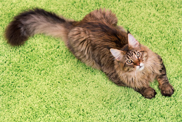 Fluffy black tabby kitty - 6,5 months old - lying on a green carpet. Portrait of domestic Maine...