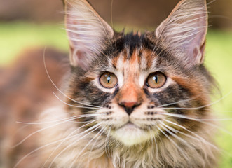 Close-up portrait of tortoiseshell kitty. Domestic curious Maine Coon kitten - 4,5 months old - looking upwards. Cute young fluffy cat - focus on eyes.