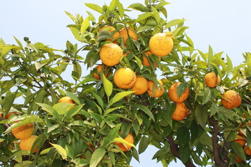 Orange tree