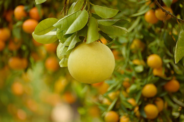 Ripe pomelo fruits hang on the trees in the citrus garden. Harvest of tropical pomelo in orchard. Pomelo is the traditional new year food in China, it gives luck. Agricultural food background