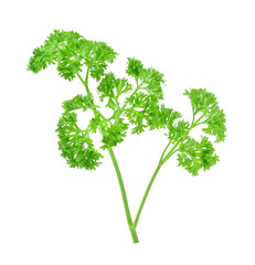 parsley isolated on white background