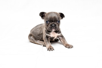 french bulldog pup