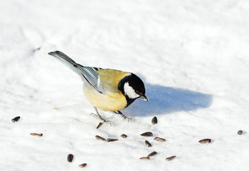Great Tit