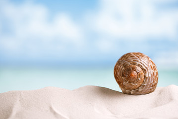 nice sea  shell on white Florida beach sand under the sun light