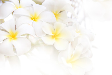 Fototapeta na wymiar white yellow Plumeria flower abstract (soft light style) on white background