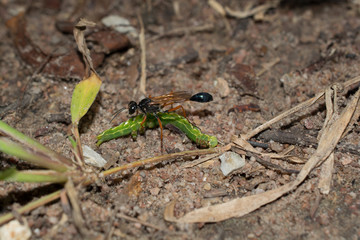 .Insects are catching worms to eat.