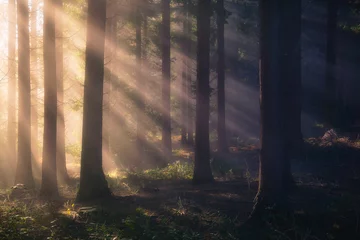 Foto auf Glas Sonnenstrahlen im Wald © mimadeo