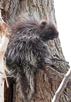 Baby Porcupine Climbing Tree