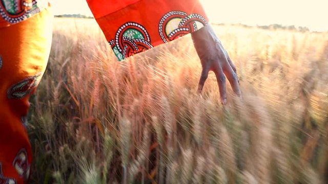 African woman in traditional clothes walking with her hand on a field of crops at sunset or sunrise