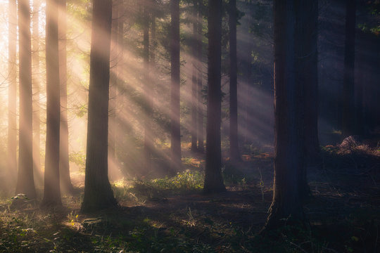 Fototapeta sun rays on forest