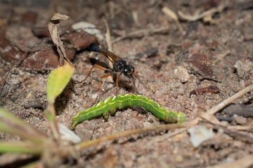 .Insects are catching worms to eat.