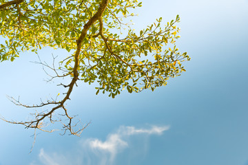 A beautiful green leaves.