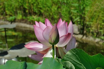 Obraz premium Lotus flowers in a pond