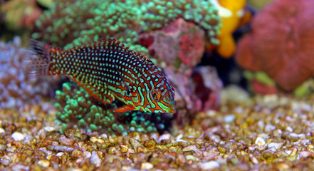 Leopard Wrasse