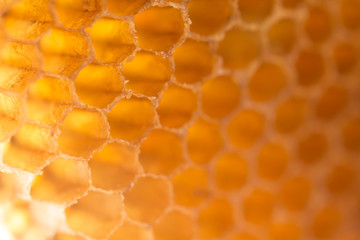 Light shines through the honeycomb