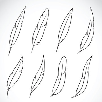 Vector group of feather on white background.