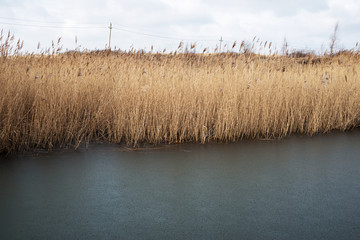 Dry reed growing near a lake in the fall