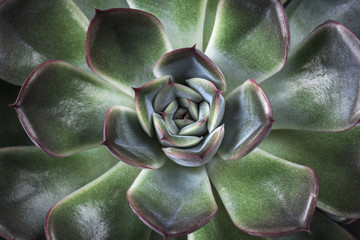 close up view of symmetry succulent plant on black desk 