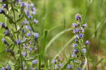 wildflowers 