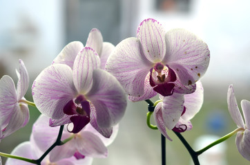 orchid flowers on the windows sill in the room eps10