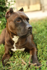 amstaff dog portrait