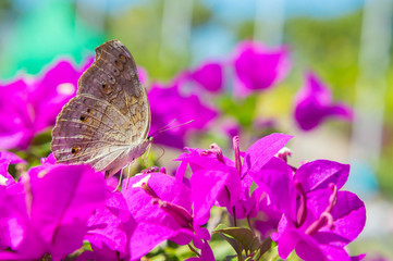 The butterfly and flowers , Butterfly garden bougainvillea flowe