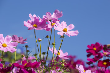 Beautiful pink flowers with blue sky