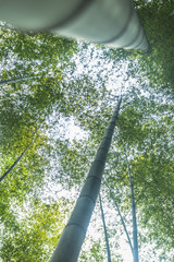Fototapeta premium Bamboo forest in Yixing,Jiangsu,China.