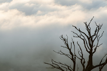 Fototapeta na wymiar Dead tree silhouettes with morning fog