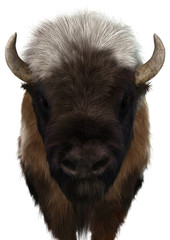 3D Rendering American Bison on White © photosvac